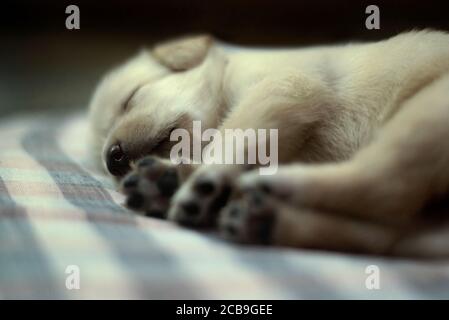 Naso di Labrador Puppy con zampe sfocate Foto Stock