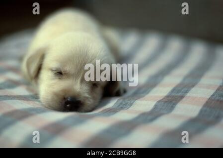 Un mese di Labrador Puppy dorme Foto Stock