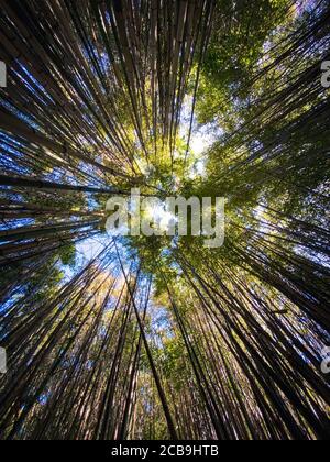 Guardando su baldacchino di alberi di bambù in sole splendente Foto Stock
