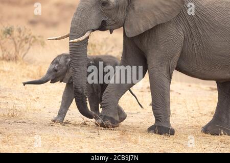 Madre e bambino elefante che camminano insieme in inverno asciutto dentro Kruger National Park Sud Africa Foto Stock