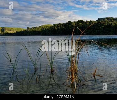 Canne catturando il sole del pomeriggio ai laghi di Kaihoka, Golden Bay, Nuova Zelanda Foto Stock