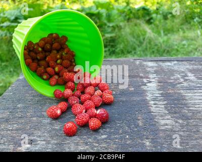 Fragola rossa fresca e selvatica che fuoriesce da una tazza verde, su un tavolo di legno. La frutta appena raccolta dalla foresta fa un deserto sano quando si passa il tempo in Foto Stock