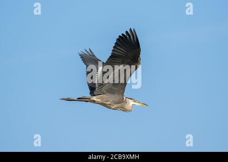 WIMBLEDON LONDRA, REGNO UNITO - 12 AGOSTO 2020. Un airone grigio (Ardea Cinerea) in volo su una mattina luminosa e soleggiata a Wimbledon. Le alte temperature sono previste per rimanere fino a Giovedi come una mini onda di calore colpisce il sud Inghilterra Londra Credit: amer ghazzal / Alamy Live News Foto Stock