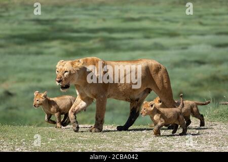 Cute leone cubs e la loro madre che cammina attraverso il verde Pianure di Ndutu Tanzania Foto Stock