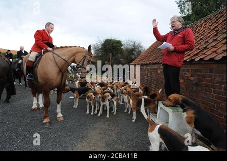 Belvoir Hunt Benedizione Foxhounds nel Lincolnshire U.K. Foxhunting Old English Foxhounds Foto Stock