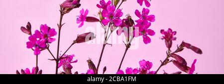 Tabebuia rosea fiori rosa su sfondo rosa, fuoco selettivo, spazio copia, piccoli fiori rosa Foto Stock