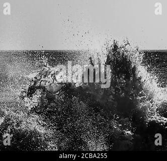 Drago d'acqua in bianco e nero. Foto Stock