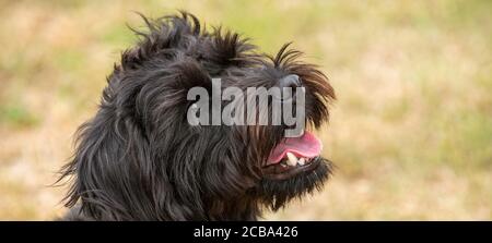 Hampshire, Inghilterra, Regno Unito. Agosto 2020. Ritratto di un cane nero borderpoo. Un incrocio tra un terrier di confine e un Poodle Foto Stock