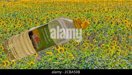 Bottiglia di olio di girasole di Sainsburys con top aperto con fondo campo di girasole - campi di girasoli che crescono vicino a Bloxworth, Dorset UK nel mese di agosto Foto Stock