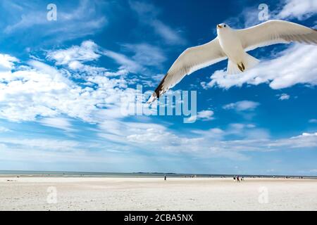 Primo piano di gabbiano bianco volante contro il cielo blu. Giornata di sole sulla spiaggia di sabbia bianca. Persone che camminano lungo la costa del mare sullo sfondo. Vacanze estive concep Foto Stock