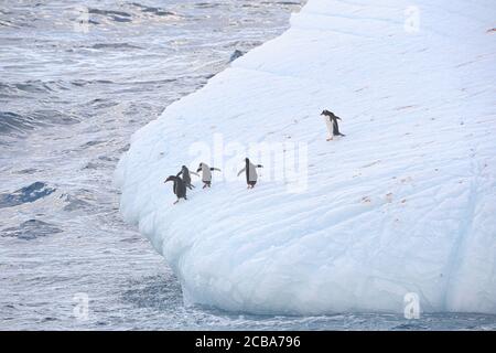 Pinguini Gentoo (Pygoscelis papua) su un iceberg galleggiante, Cooper Bay, Georgia del Sud, Georgia del Sud e Isole Sandwich, Antartide Foto Stock