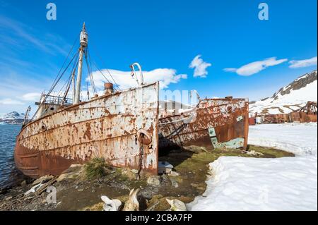 Relitto della nave di balena Petrel, ex stazione di caccia alle balene Grytviken, King Edward Cove, Georgia del Sud, Georgia del Sud e Isole Sandwich, Antartide Foto Stock