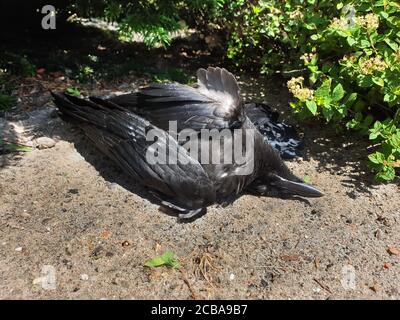 Corvo di Carrion (Corvus corone, Corvus corone corone), corvo di Carrion morto che giace a terra, Paesi Bassi Foto Stock