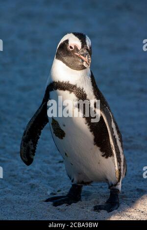 Pinguino Jackass, pinguino africano, pinguino a piedi neri (Speniscus demersus), in piedi sulla spiaggia, Sud Africa, Capo Occidentale, Simons Town, Boulders Beach Foto Stock