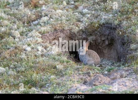 Coniglio europeo (Oryctolagus cuniculus), seduto al coniglietto nelle dune, Paesi Bassi, Texel, Duenen von Texel Nationalpark Foto Stock