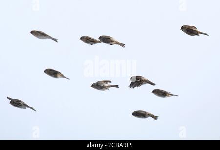 arctic redpoll, Hoary redpoll (carduelis hornemanni exilipes, Acanthis hornemanni exilipes), uccello giovanile in volo (centro) in una truppa di comuni rosspoll, vista laterale, Danimarca Foto Stock