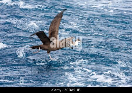 Albatross di soia (Phoebetria fusca), che corre sulla superficie dell'acqua, nuotando grande shapwater sullo sfondo, Tristan da Cunha Foto Stock