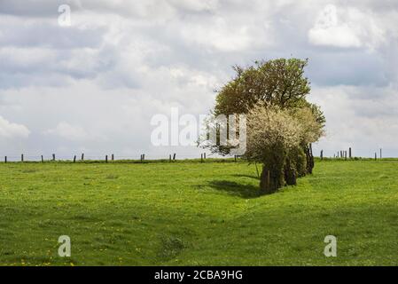Hedge bank in maggio, Germania, Schleswig-Holstein Foto Stock