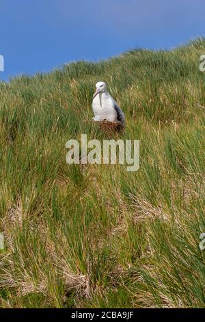 Vagando Albatros, Snowy Albatross (Exulans Diomedea), con pulcino nel nido, vista laterale, Suedgeorgien, Isola di Prion Foto Stock