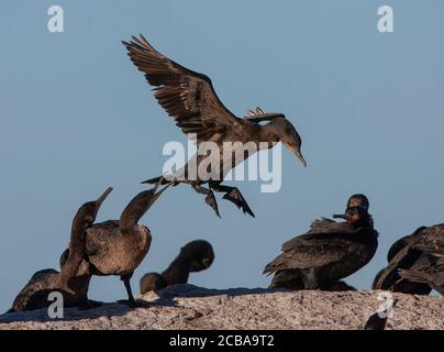 Capo cormorano (Phalacrocorax capensis), sbarco in una colonia di uccelli sulla costa, vista laterale, Sudafrica Foto Stock