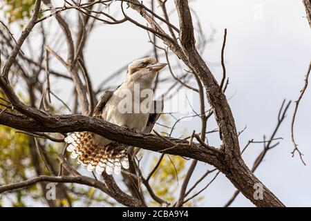 Un Kookaburra che fa la figlia seduto in un albero Foto Stock