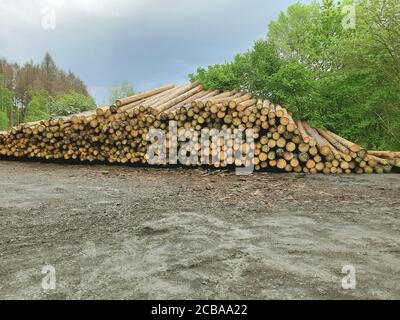 Abete (Picea abies), pelo di legno pericolosamente accatastato, Germania Foto Stock