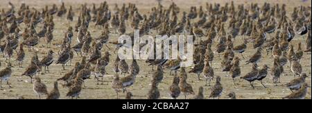 Pover d'oro europeo (Pluvialis albicaria), enorme gregge in piedi a terra, Danimarca Foto Stock