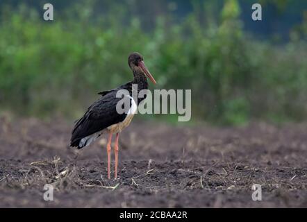 Cicogna nera (Ciconia nigra), secondo anno di calendario Black Stork che si stagionano su terreni agricoli all'inizio dell'autunno, Paesi Bassi, Hof van Twente Foto Stock