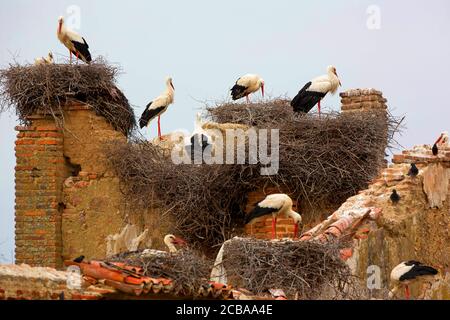 Cicogna bianca (Ciconia ciconia), colonia di nidificazione in rovina, Francia Foto Stock