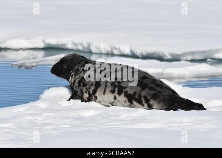 Foca hooded (Cystohora cristata), che giace su un pacchetto di drifting ghiaccio a nord di Jan Mayen nel nord dell'oceano Atlantico, Norvegia, Svalbard Foto Stock