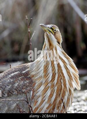 Bitrate americano (Botaurus lentiginosus), ritratto di mezza lunghezza, guardando verso la fotocamera, Stati Uniti, New Jersey Foto Stock