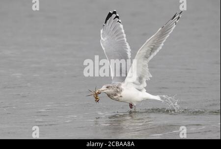 L'aringa americana Gull (Larus smithsonianus), alla presa della preda in acque di mare poco profonde, granchio nel disegno di legge, Stati Uniti, New Jersey Foto Stock