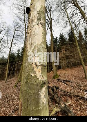 Faggio comune (Fagus sylvatica), tronco danneggiato, Germania Foto Stock