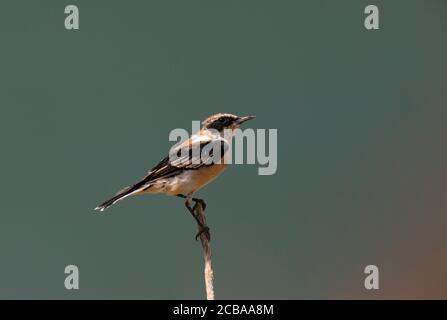 Wheatear occidentale dall'orecchio nero (Oenanthe hispanica, Oenanthe hispanica), Wheatear occidentale dall'orecchio nero dell'orecchio di 2cy maschio che mostra un piumaggio molto usurato, Spagna, Katalonia, Embalse de BenagÃ©ber Foto Stock