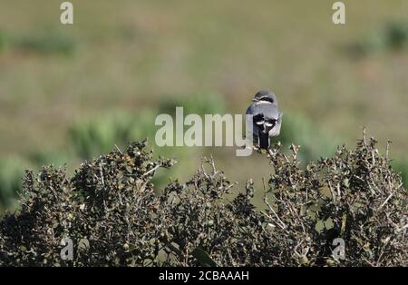 Southern Grey Shrike, Iberian Grey Shrike (Lanius excubitor meridionalis, Lanius meridionalis), arroccato su un arbusto, Spagna, Estremadura Foto Stock