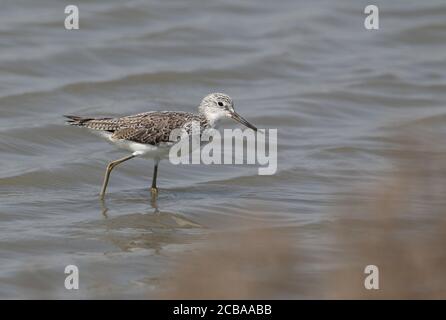 Comune greenstank (Tringa nebularia), presunto prima età estiva, Thailandia Foto Stock