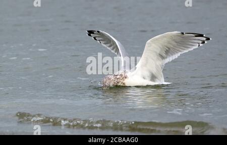 American Herring Gull (Larus smithsonianus), a cattura preda in acque poco profonde, vista laterale, Stati Uniti, New Jersey Foto Stock