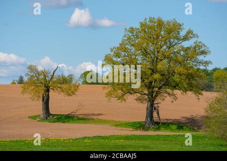 Rovere comune, rovere peduncolato, rovere inglese (Quercus robur. Quercus pedunculata), querce su un campo, Germania, Schleswig-Holstein, Depenau Foto Stock