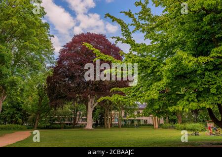 Faggio di rame (Fagus sylvatica var. Purpurea, Fagus sylvatica 'Atropunicea', Fagus sylvatica Atropunicea), faggio di rame al Parco Heine con tronco imbiancato, Germania, Amburgo-Altona Foto Stock