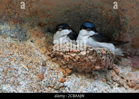 Casa comune martin (Delichon urbica, Delichon urbicum), coppia in Nest, Belgio Foto Stock