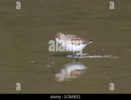 western Sandpiper (Calidris mauri), prima estate Sandpiper occidentale nel fiume Mendenhall, Stati Uniti, Alaska Foto Stock