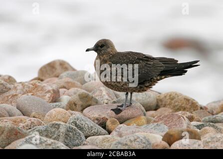 Parassita Jaeger, Artico Skua, parassita Skua (Stercorarius parassitius), uccello giovanile che perching su una spiaggia di ghiaia, vista laterale, Svezia, Kattvik Foto Stock