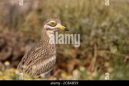 Pietra-arricciata (Burhinus oedicnemus), Juvenile, Spagna Foto Stock