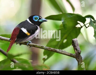 Mindanao Wattled Broadbill, Wattled Broadbill, Mindanao Broadbill (Sarcophanops steerii), attivo in una filiale, Filippine, Mindanao Foto Stock