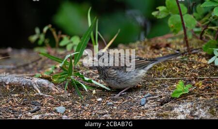 junco dall'occhio scuro (Jinco hyemalis), Jvenile dall'occhio scuro Jinco che invade sul pavimento, USA, Alaska, Penisola Kenai Foto Stock