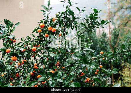 Molti tangerini arancioni maturi sui rami di un albero nel giardino. Foto Stock