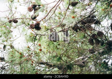 Un sacco di coni di pino secco sull'albero, contro il cielo blu. Foto Stock