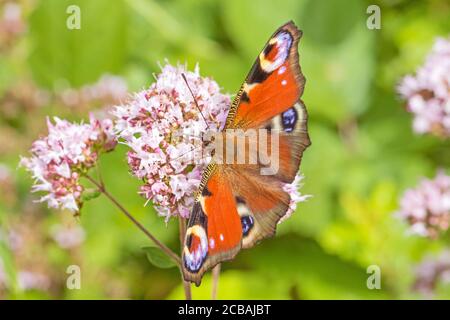 Farfalla di pavone , (Aglais io,) che si nuota su marjoram selvatico. Foto Stock