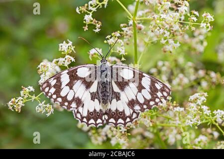 Bianco marmorizzato, (Melanargia galatea,) poggiante con le ali spalancate. Foto Stock