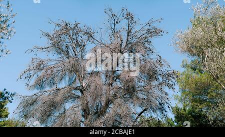 Un fulmine colpì un albero di pino. Essiccare l'albero di conifere con rami grigi e coni contro il cielo blu. Foto Stock